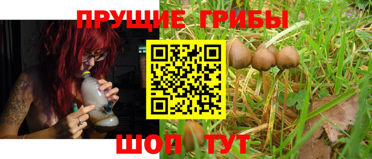 Псилоцибиновые грибы Psilocybe Спасск-Дальний